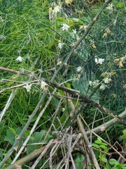 Asparagus umbellatus subsp. lowei image