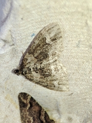 Catarhoe basochesiata