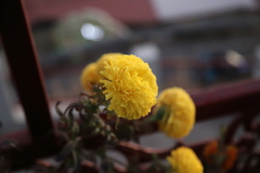 Tagetes erecta