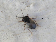 Geocoris megacephalus