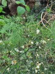 Asparagus umbellatus subsp. lowei image