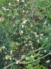 Asparagus umbellatus image