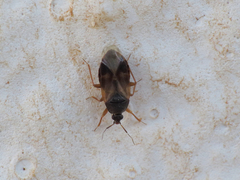 Lyctocoris campestris
