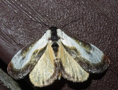 Eudryas grata