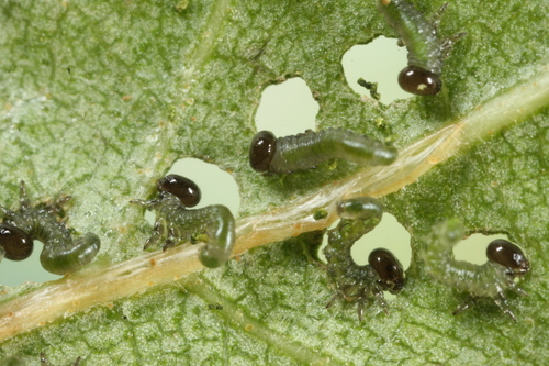 Hazel Sawfly, photo 6 of 10