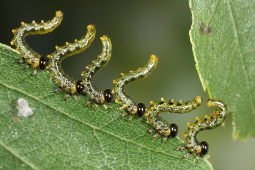 Hazel Sawfly, photo 5 of 10
