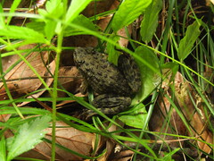 Glandirana rugosa