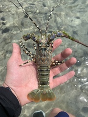 Panulirus ornatus