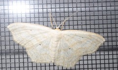 Scopula limboundata