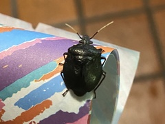 Antiteuchus mixtus