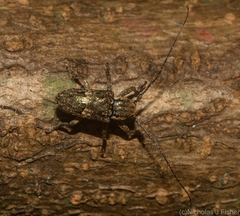 Prosoplus bakewellii