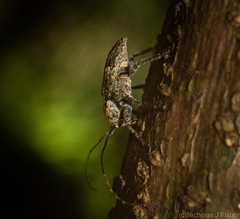 Prosoplus bakewellii