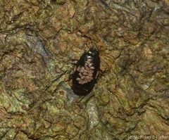 Histeridae