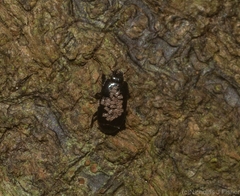 Histeridae