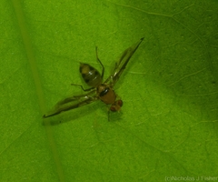 Austrorioxa acidiomorpha