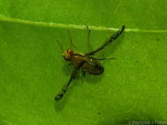 Austrorioxa acidiomorpha