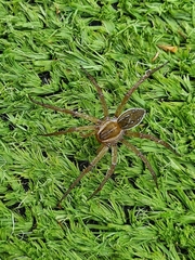 Dolomedes facetus