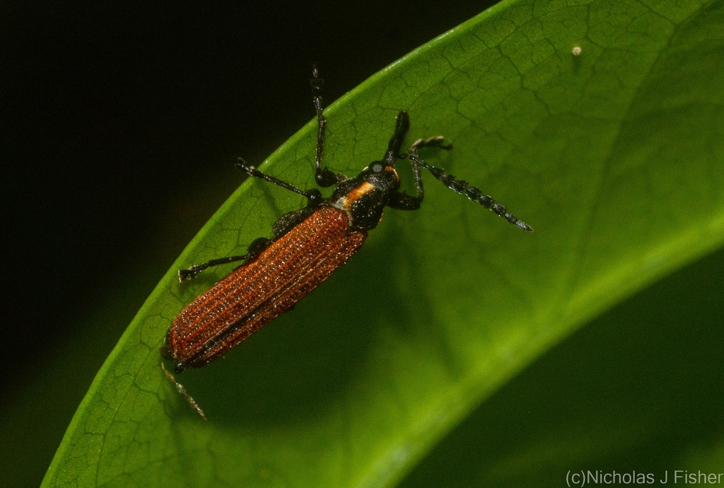 Rhinotia parva