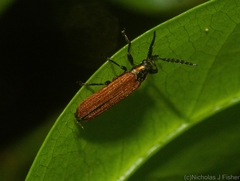 Rhinotia parva