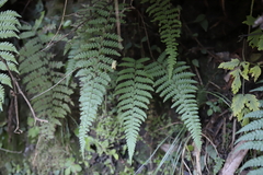 Dryopteris wallichiana