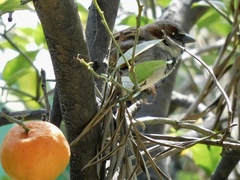 Passer domesticus