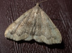 Phalaenostola eumelusalis