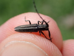Agapanthia cardui