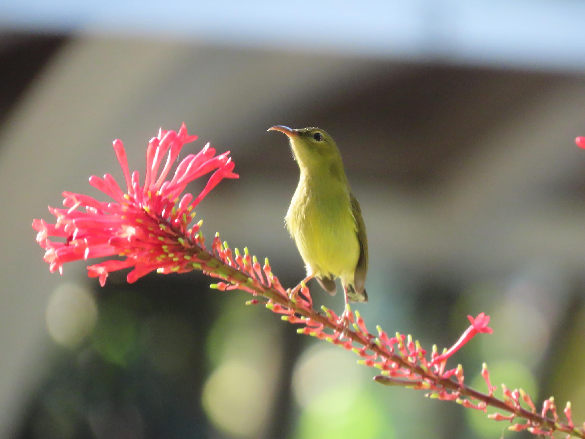 Fork-tailed Sunbird illustration