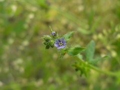 Asperugo procumbens