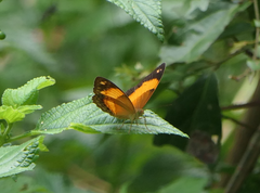 Cupha prosope
