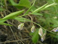 Polygala sibirica