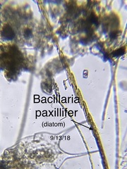 Bacillaria paxillifera