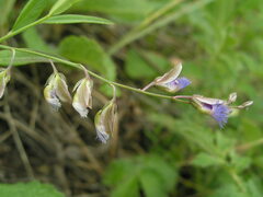 Polygala sibirica