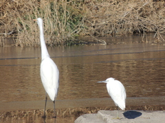 Egretta garzetta
