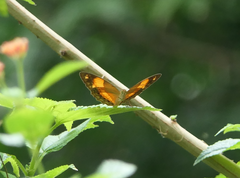 Cupha prosope