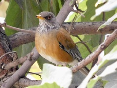 Turdus rufopalliatus