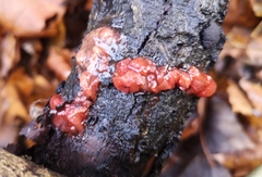 Ascocoryne sarcoides