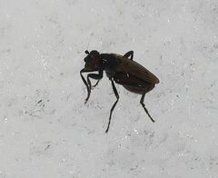 Sphaeroceridae