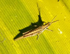 Zonocerus variegatus