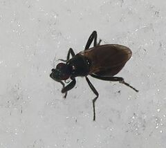 Sphaeroceridae