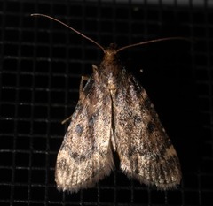 Aglossa disciferalis
