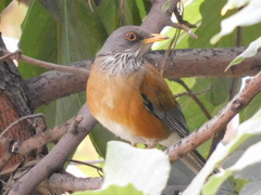 Turdus rufopalliatus