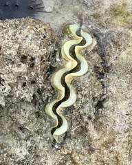 Tridacna