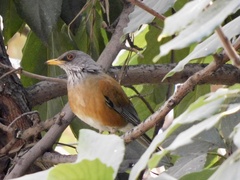 Turdus rufopalliatus