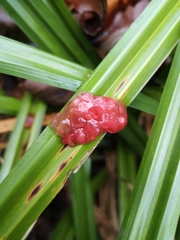 Ascocoryne sarcoides