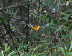 Cupha prosope