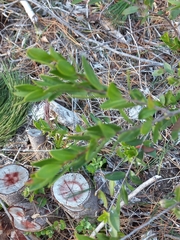 Diospyros glabra
