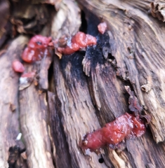 Ascocoryne sarcoides