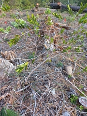 Diospyros glabra