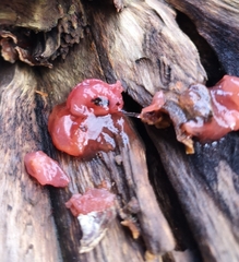 Ascocoryne sarcoides